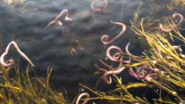 Bloodworms swimming in salt water