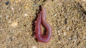 closeup view of fresh sandworm